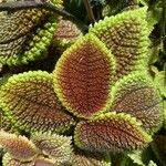 Pilea mollis ᱥᱟᱠᱟᱢ