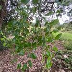 Paederia foetida Habit