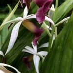 Phaius tankervilleae 花