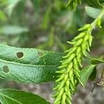 Salix fragilis Blüte