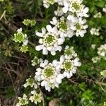 Iberis ciliata Flower