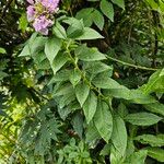 Phlox paniculata Elinympäristö