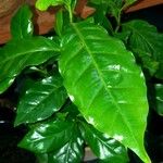 Coffea arabica Leht