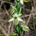 Ophrys sphegodes Blüte