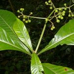 Psychotria grandis Leaf