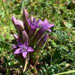 Gentianella germanica Λουλούδι