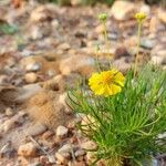 Helenium amarum Kvet