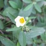 Sida rhombifolia Blüte