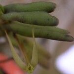 Angraecum moandense Hoja