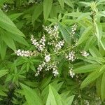 Aloysia citriodora 花