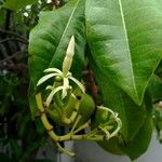 Cerbera manghas Blüte