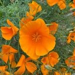 Eschscholzia californicaBlomma