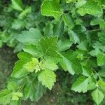 Rhus aromatica Leaf