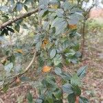 Cotoneaster simonsii Lapas