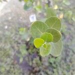 Quillaja saponaria 葉