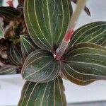 Ludisia discolor Blatt