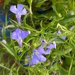 Lobelia erinus花