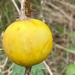 Solanum linnaeanum ഫലം