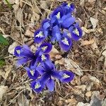 Iris reticulata Kvet