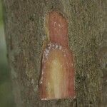 Pouteria reticulata Otro