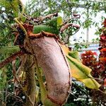 Nepenthes ampullaria 花