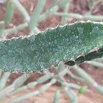 Euphorbia triangularis Leaf