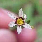 Sisyrinchium micranthum Fleur