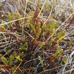 Lycopodium alpinum Feuille