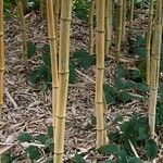 Phyllostachys aureosulcata Rinde