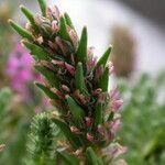 Myricaria rosea आदत