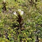 Gentianella campestrisFlower