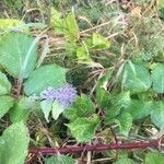 Clinopodium vulgare Hoja