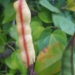 Capparis flexuosa Fruit