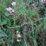 Micranthes californica Habit