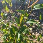 Tricyrtis lasiocarpa Hoja