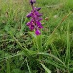 Anacamptis morioLorea