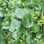 Crataegus uniflora Hoja