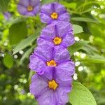 Lycianthes rantonnetiiFlor