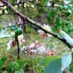 Salix bicolor फूल