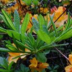 Rhododendron japonicum Folla