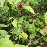 Callicarpa americana Fruit