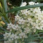 Asclepias verticillataফুল