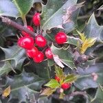 Ilex aquifoliumFruit