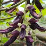 Mucuna pruriensCvet