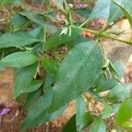 Barleria cristata Blatt