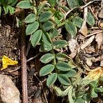 Hippocrepis comosa Blatt