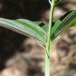 Lathyrus linifolius Blad