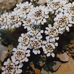Iberis carnosa Flor