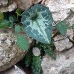 Cyclamen balearicum Leaf