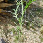 Lepidium lasiocarpum Habitus